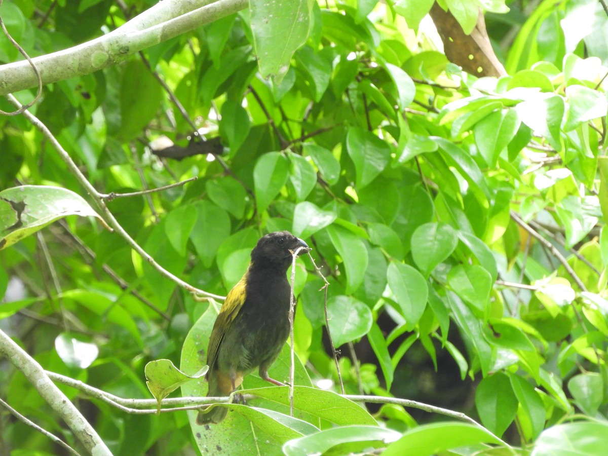 Yellow-shouldered Grassquit - ML620802776