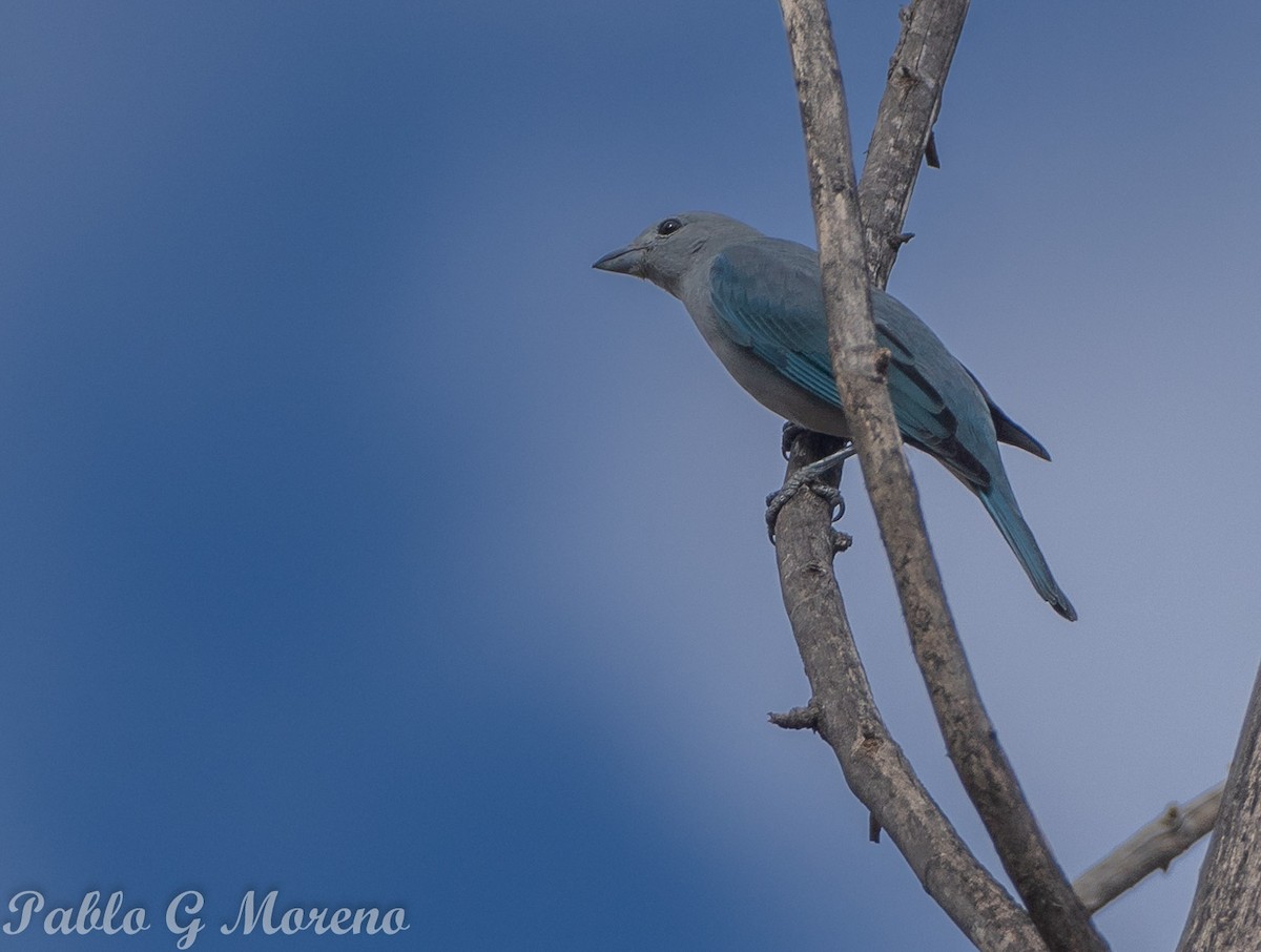 Sayaca Tanager - ML620802781