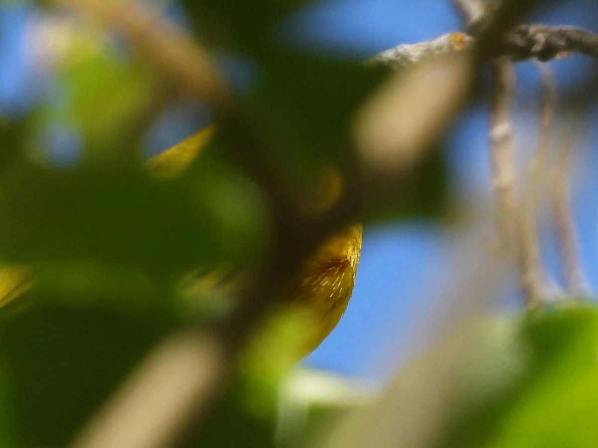 Yellow Warbler - Tammy Bradford