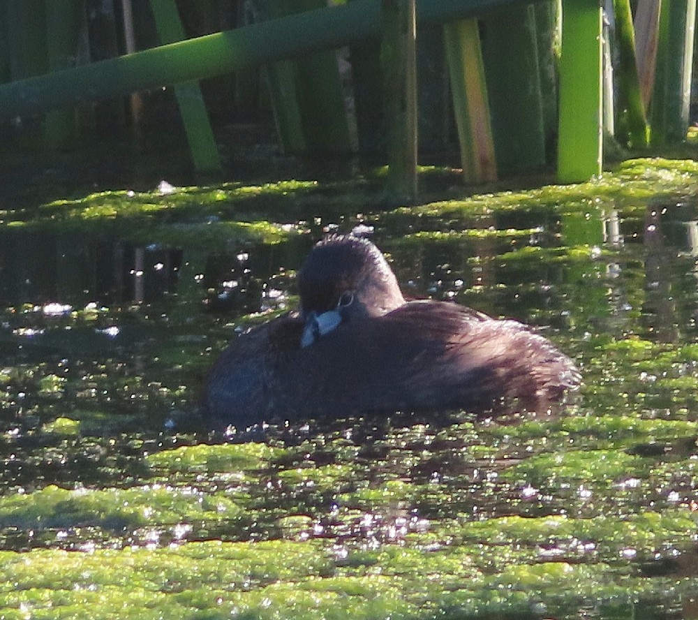 Pied-billed Grebe - ML620802783