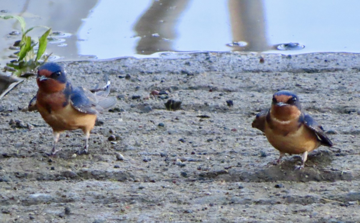 Golondrina Común - ML620802785