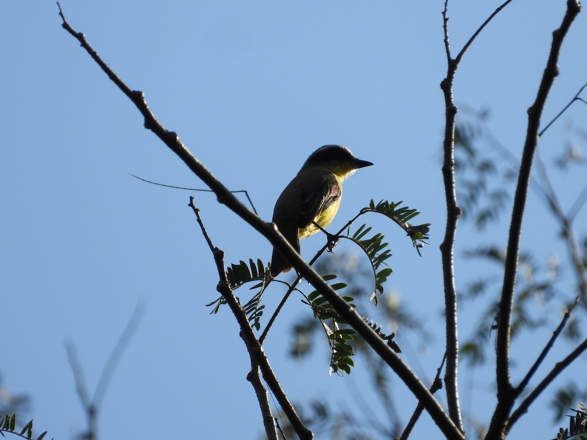 Three-striped Flycatcher - ML620802787