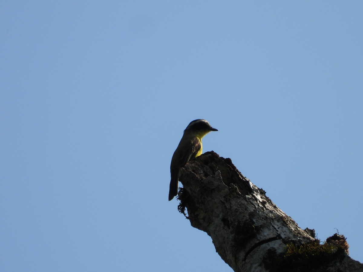 Three-striped Flycatcher - ML620802788