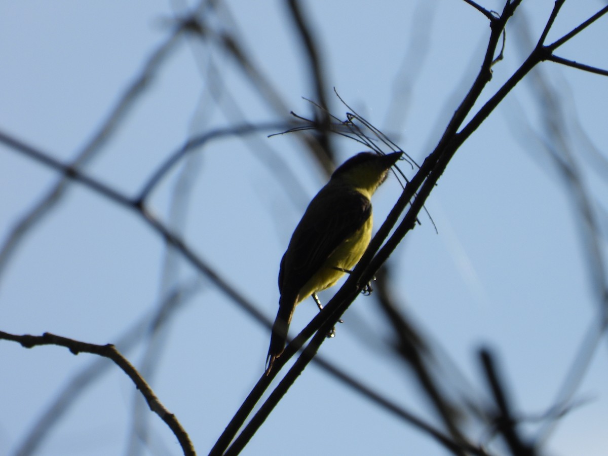 Three-striped Flycatcher - ML620802789