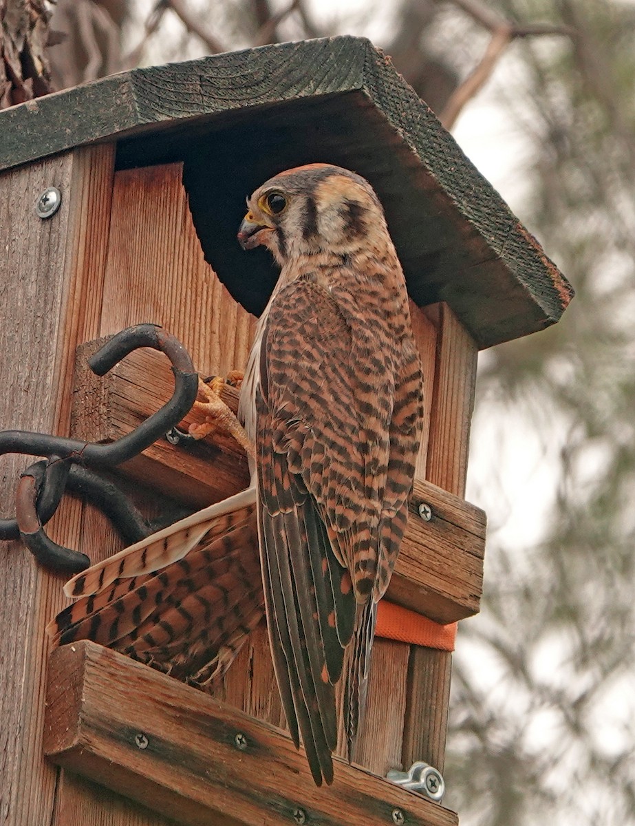 American Kestrel - ML620802792