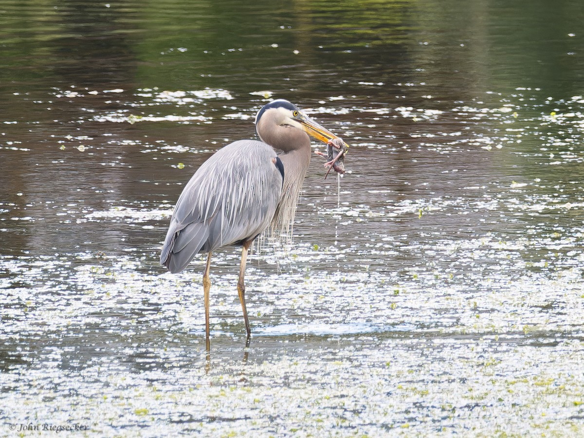 Great Blue Heron - ML620802794