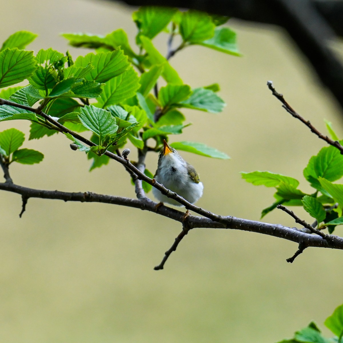 Eastern Crowned Warbler - ML620802797