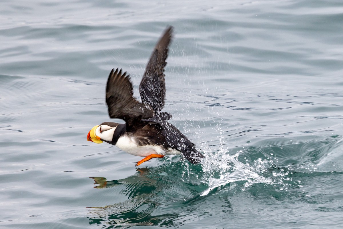 Horned Puffin - ML620802803