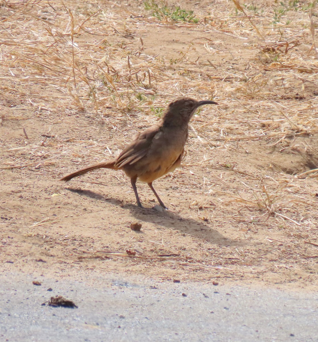 California Thrasher - ML620802809