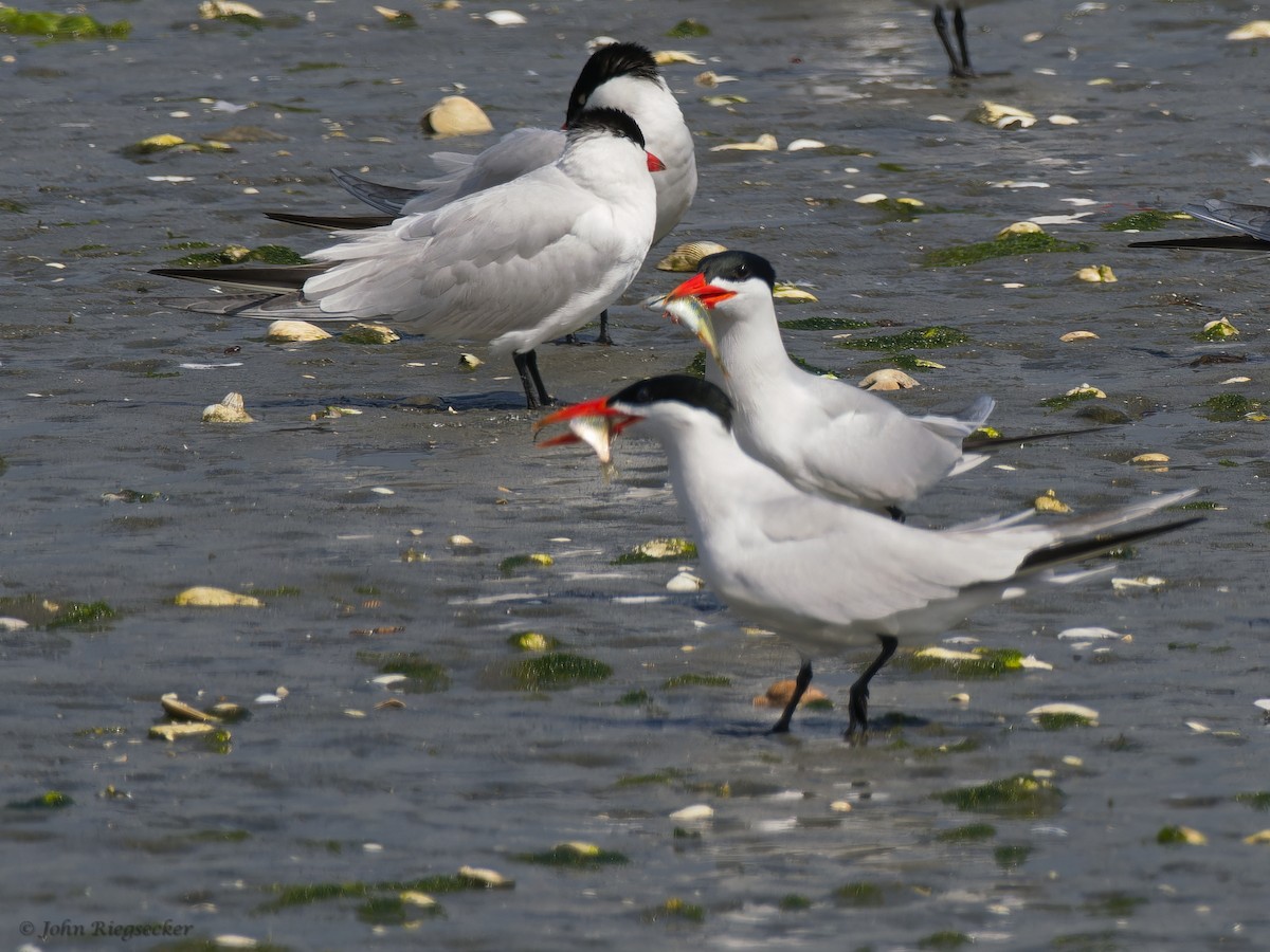 Caspian Tern - ML620802815