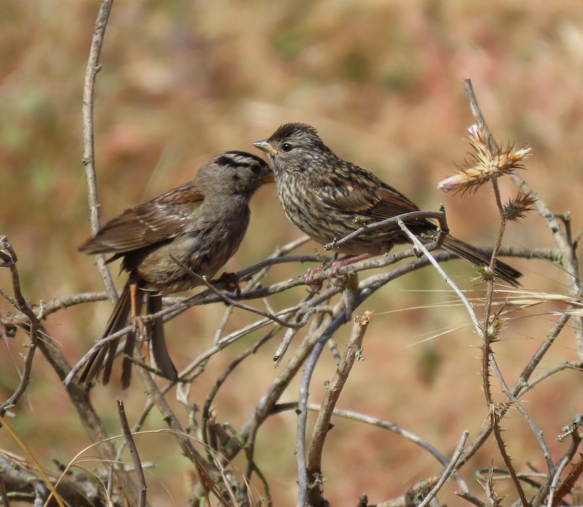 White-crowned Sparrow - ML620802816