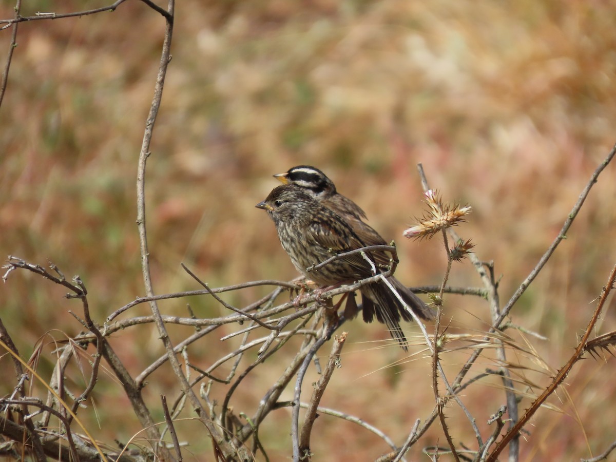 White-crowned Sparrow - ML620802817