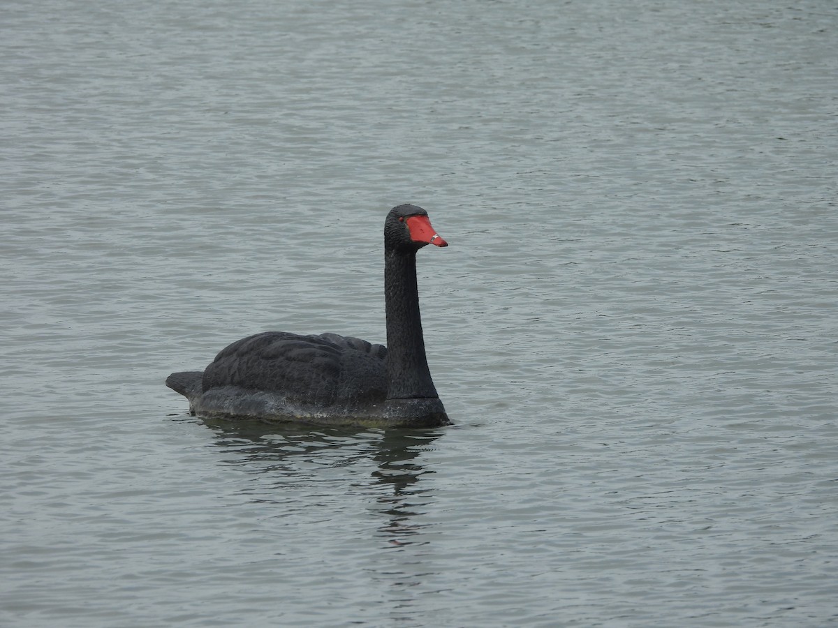 Black Swan - ML620802820
