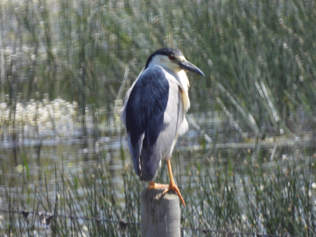 Black-crowned Night Heron - Robert Leonhardt