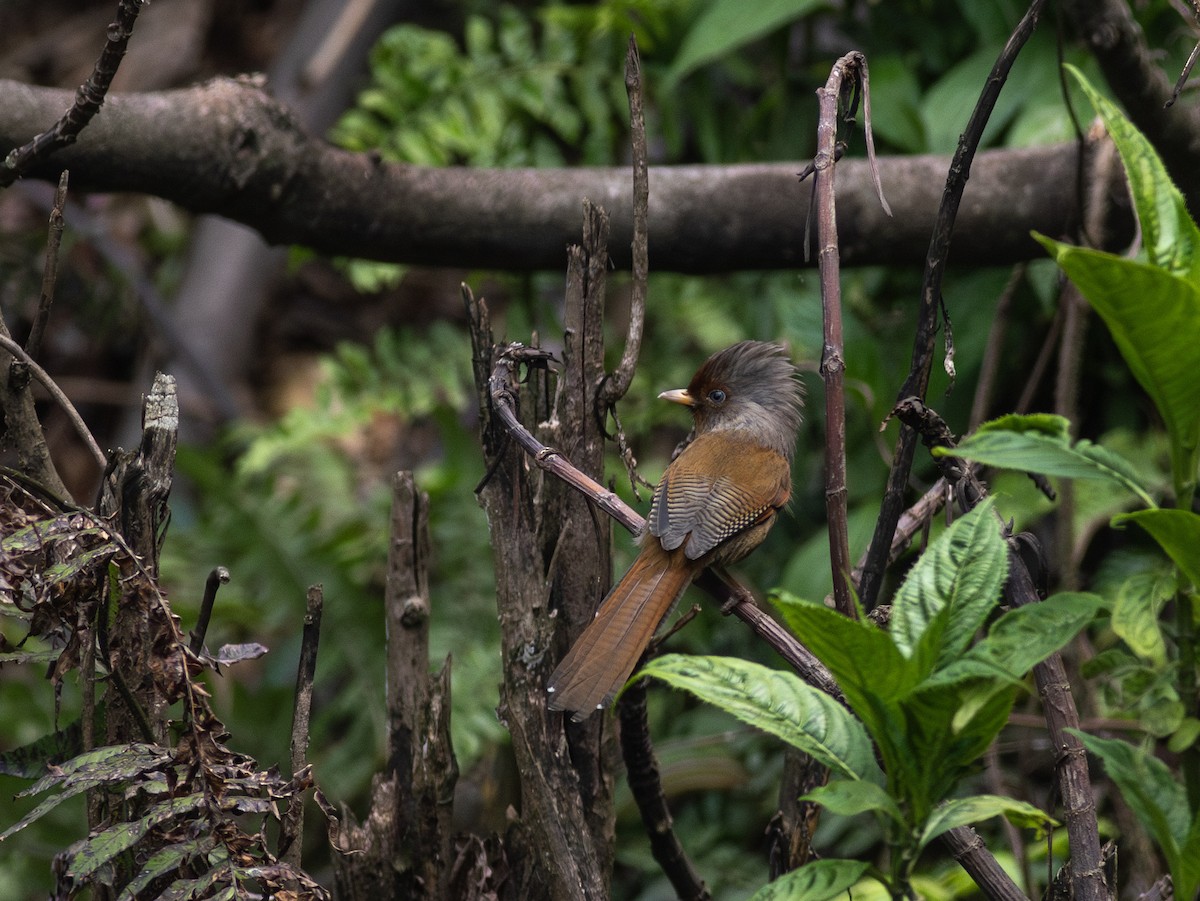 Rusty-fronted Barwing - ML620802822