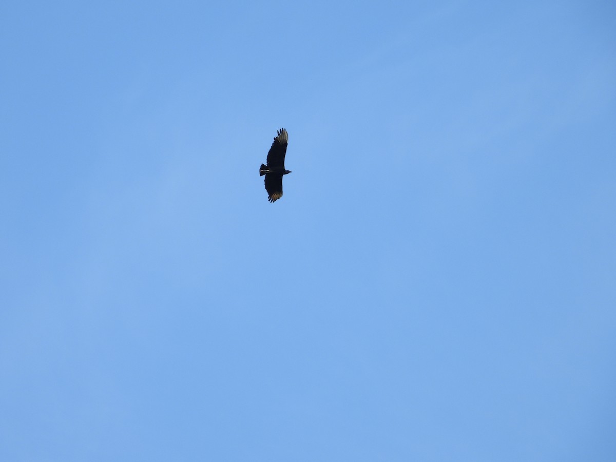 Black Vulture - ML620802825