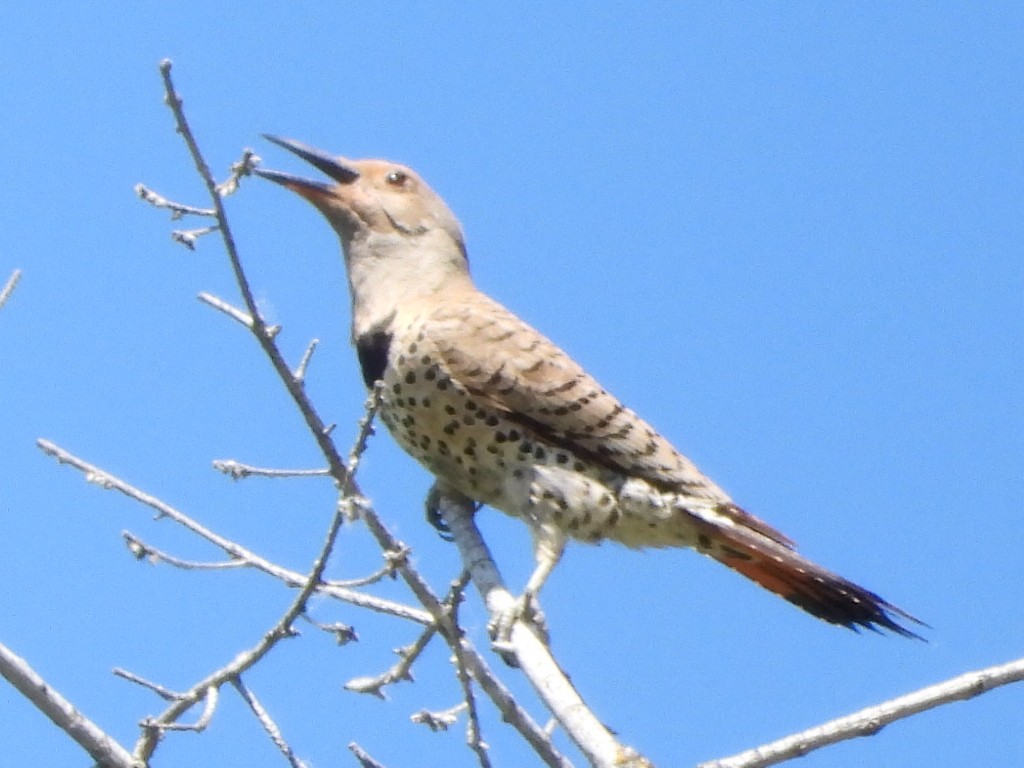 Northern Flicker - Tammy Bradford