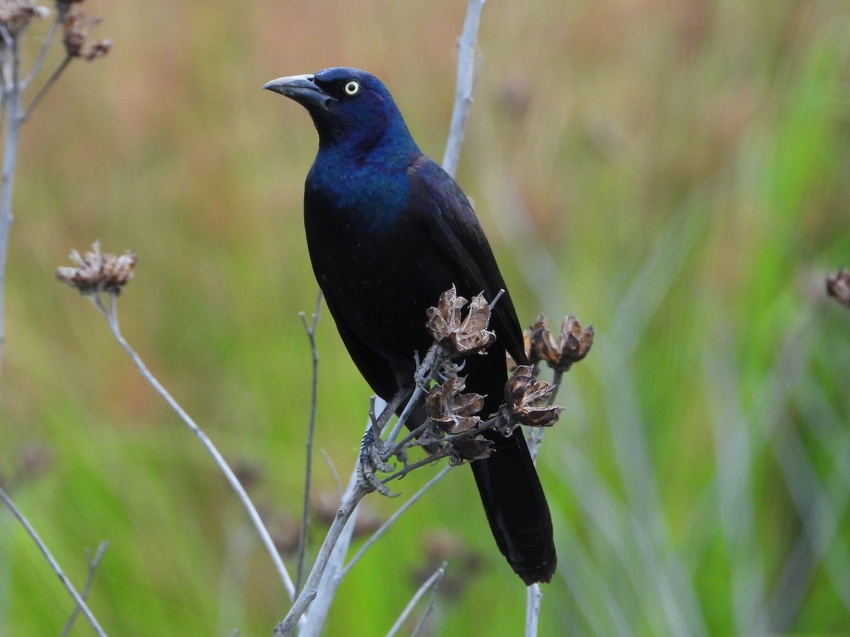 Common Grackle - ML620802828