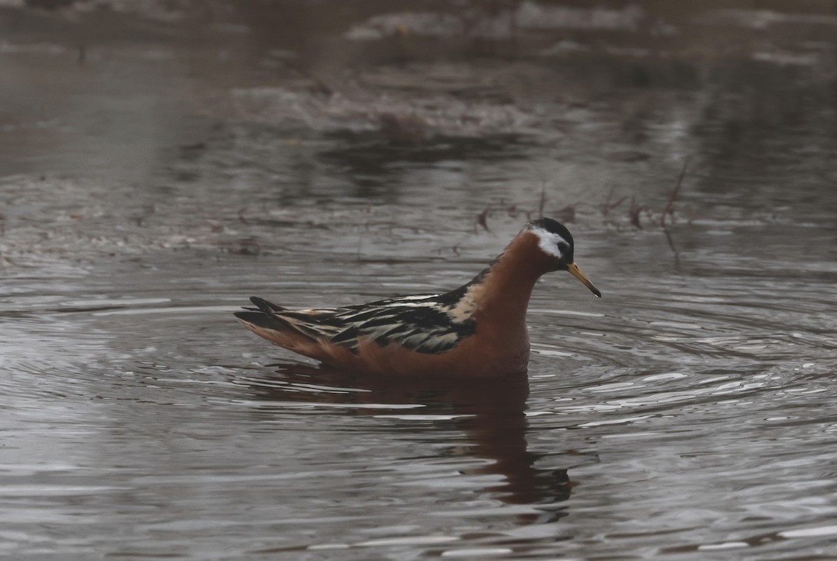 Phalarope à bec large - ML620802830