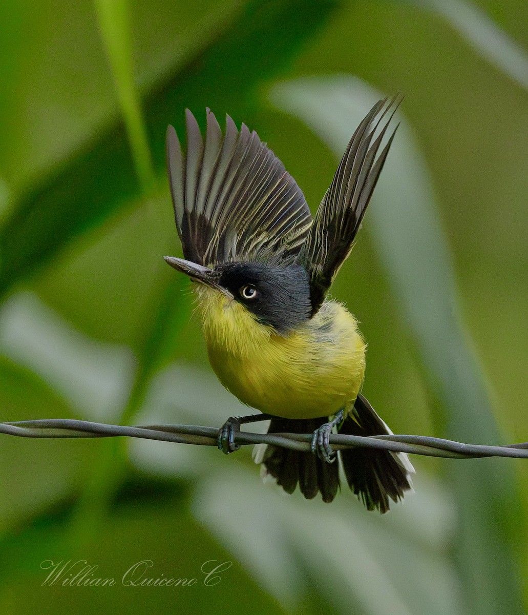 Common Tody-Flycatcher - ML620802833