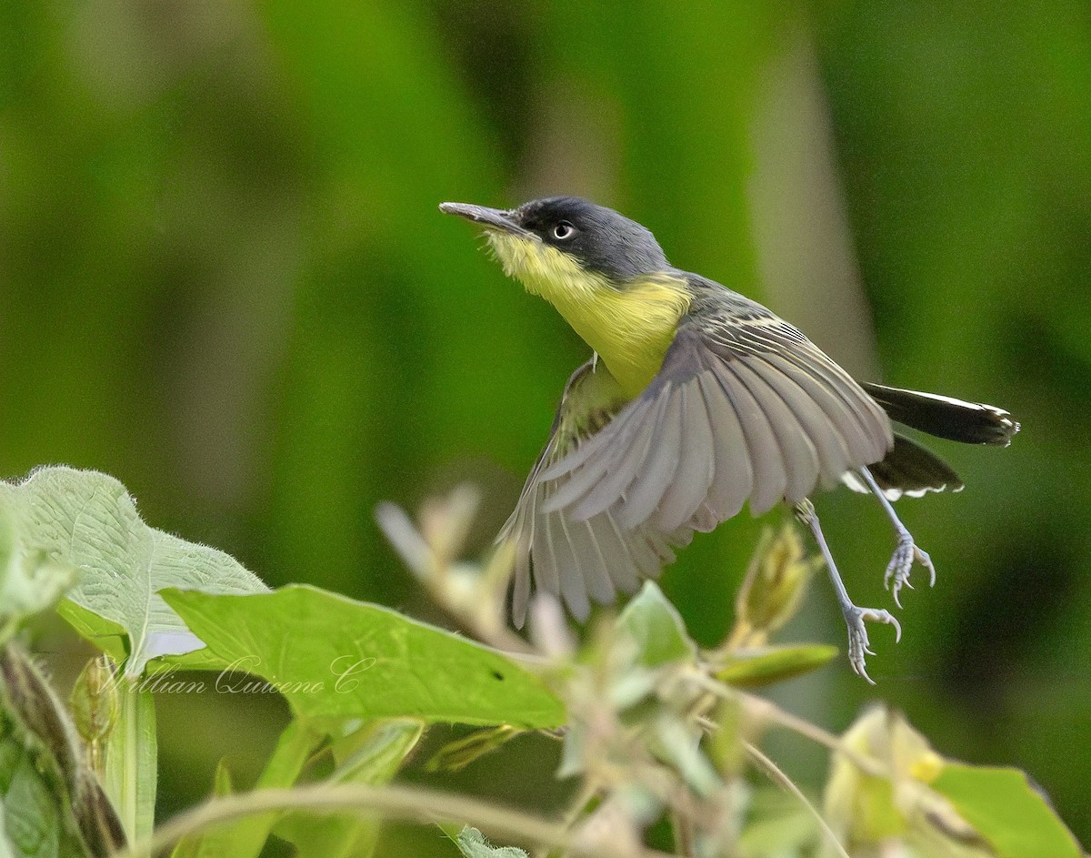 Common Tody-Flycatcher - ML620802834