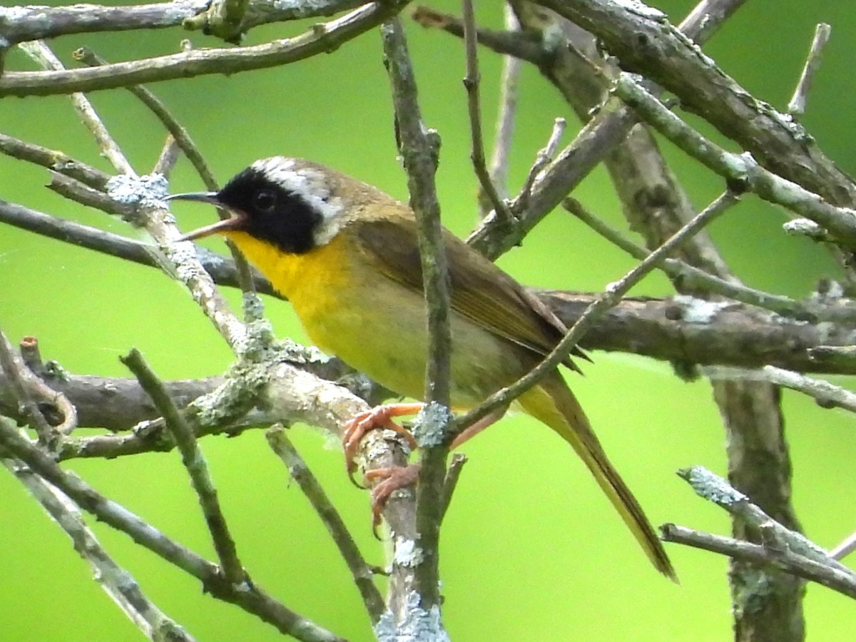 Common Yellowthroat - ML620802835