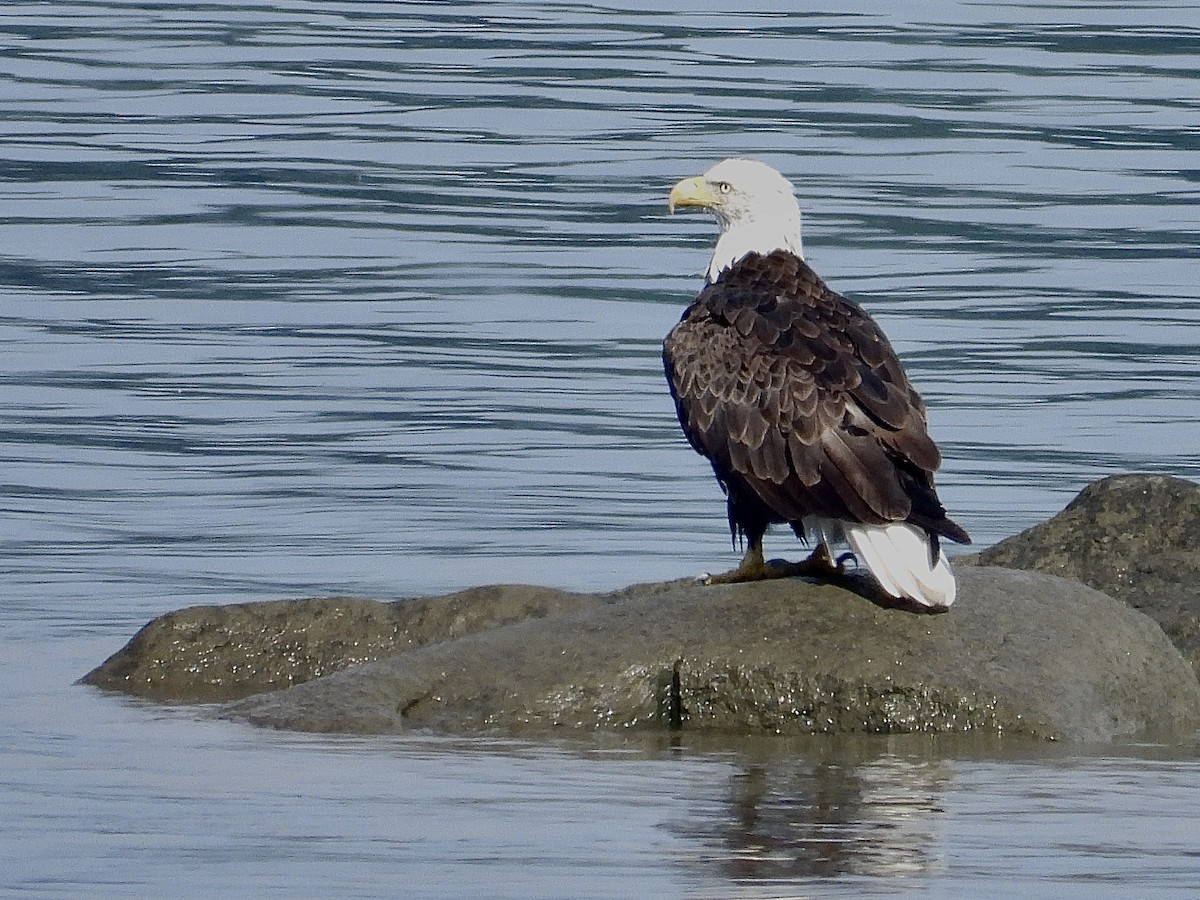 Bald Eagle - ML620802841