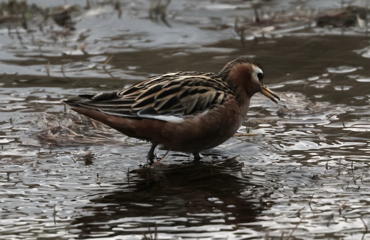 Phalarope à bec large - ML620802845