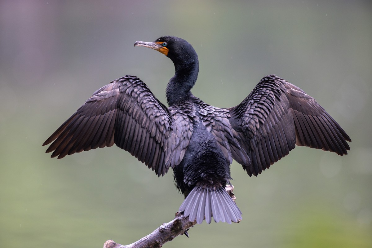 Double-crested Cormorant - ML620802846