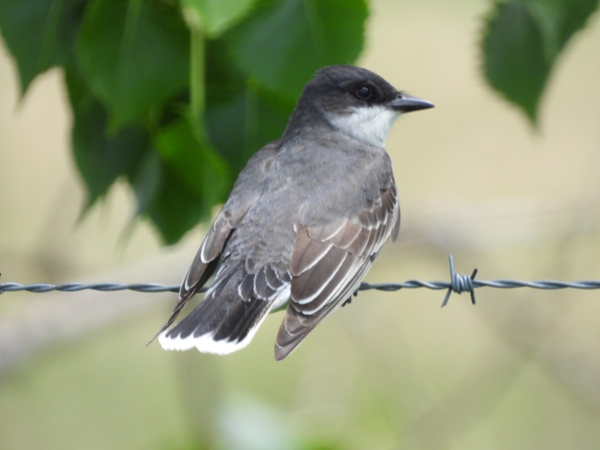 Eastern Kingbird - ML620802848