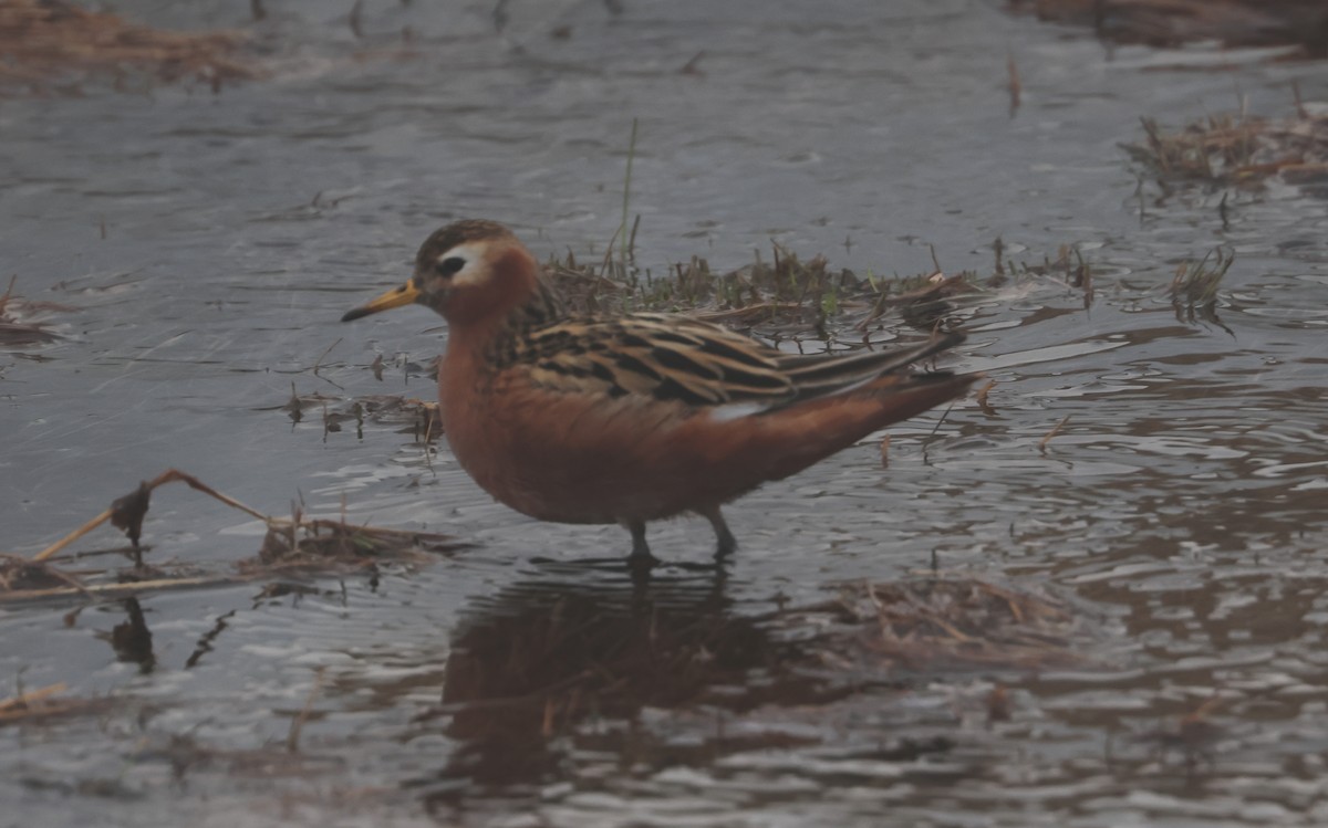 Phalarope à bec large - ML620802851