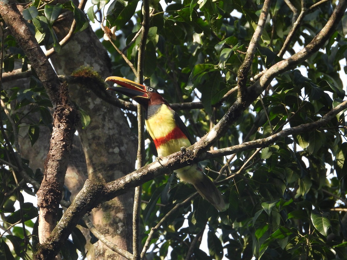 Chestnut-eared Aracari - ML620802854