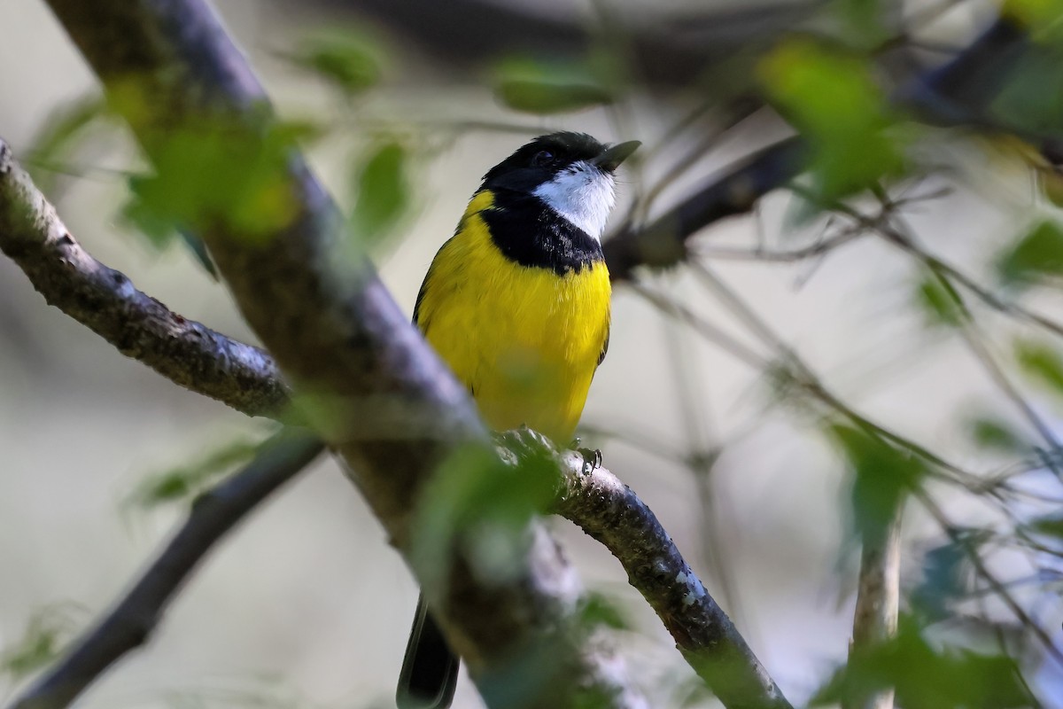 Golden Whistler - ML620802857