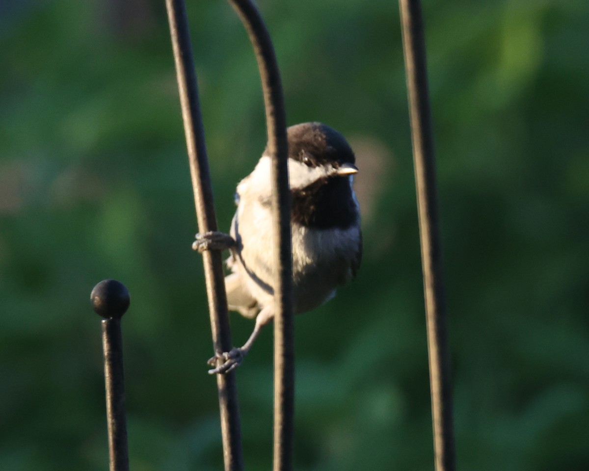 Chestnut-backed Chickadee - ML620802860