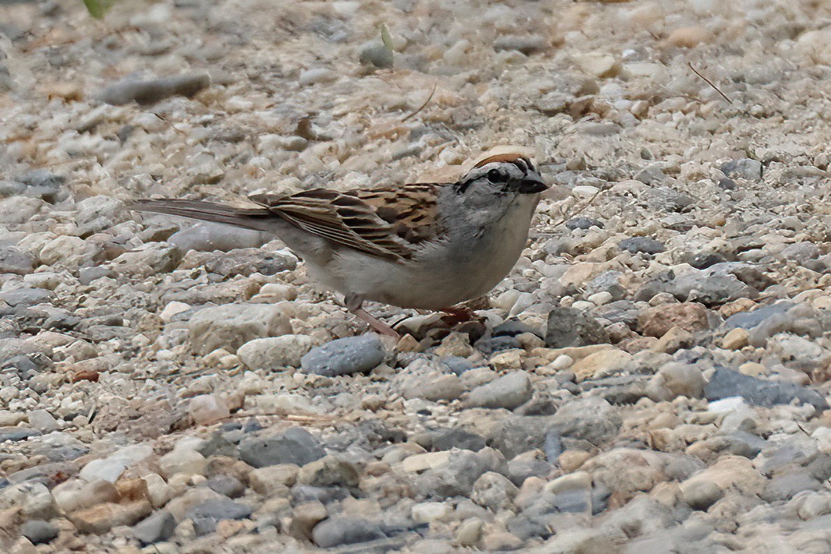 Chipping Sparrow - ML620802872