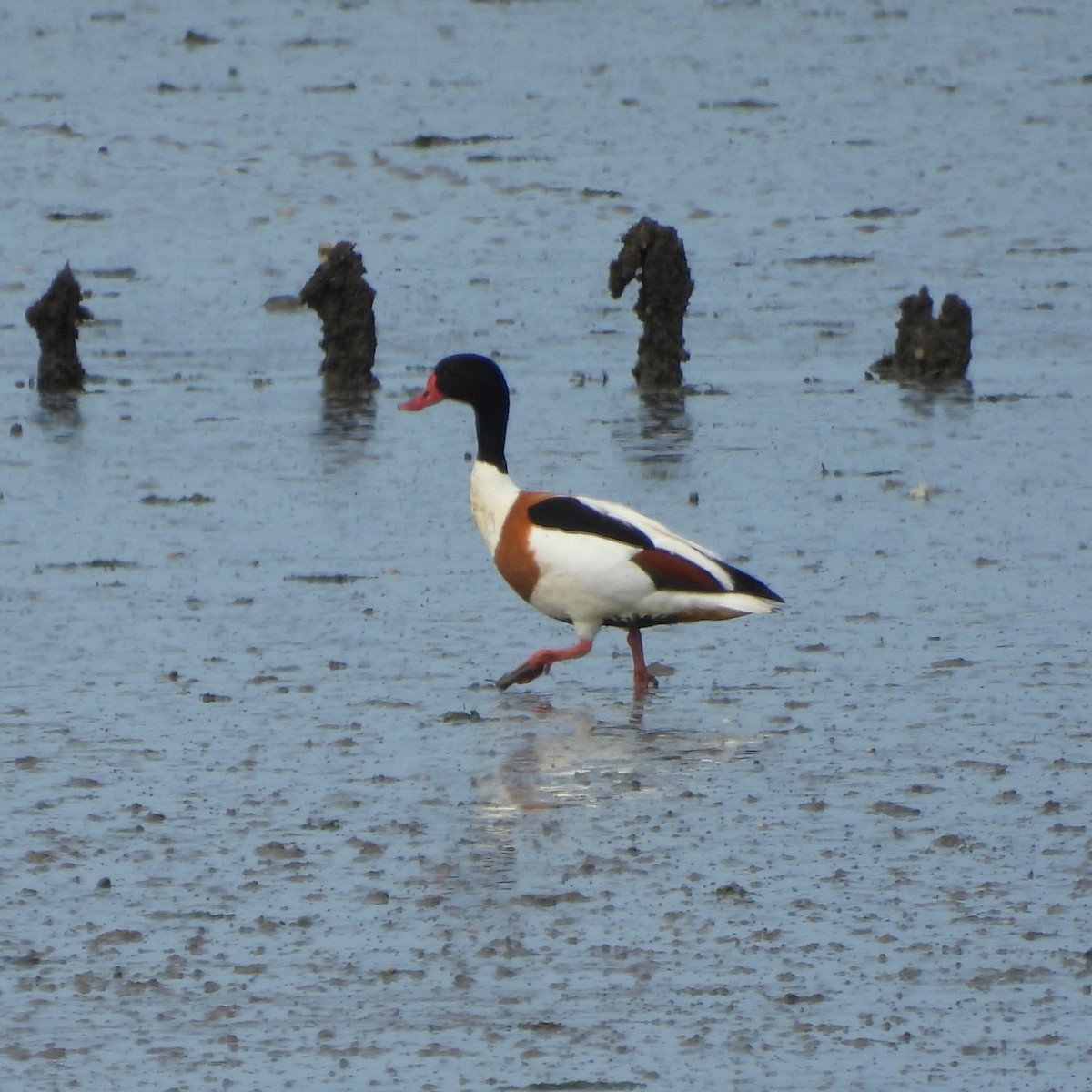 Common Shelduck - ML620802875