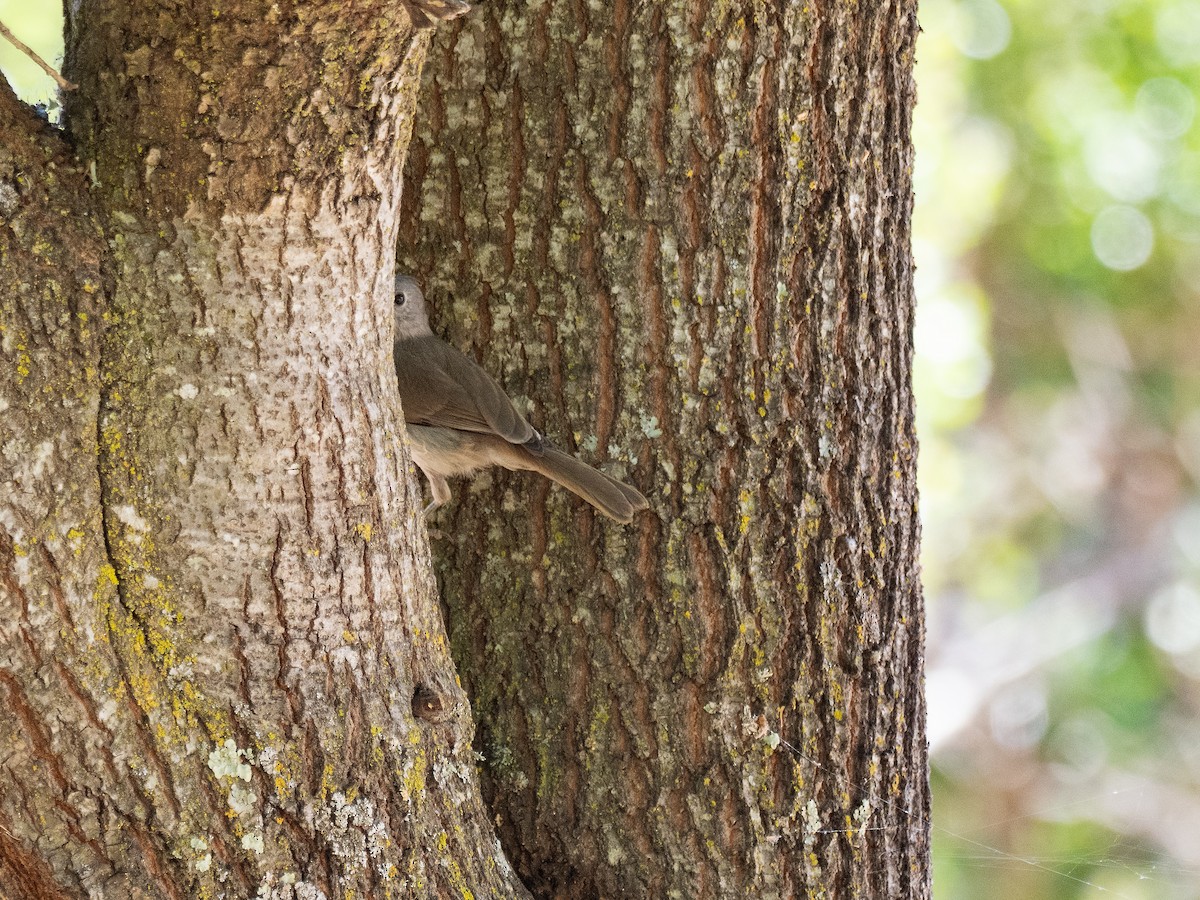 Oak Titmouse - ML620802877