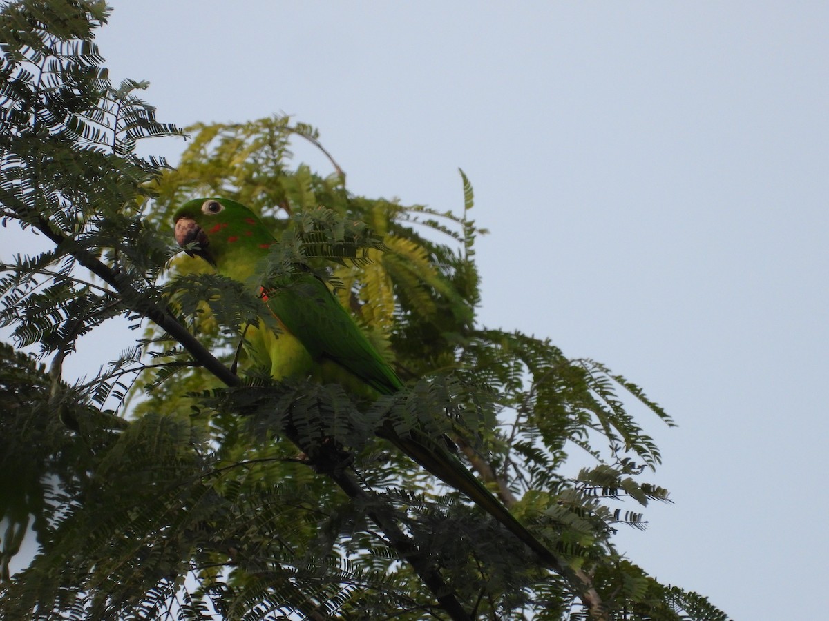 White-eyed Parakeet - Más Aves