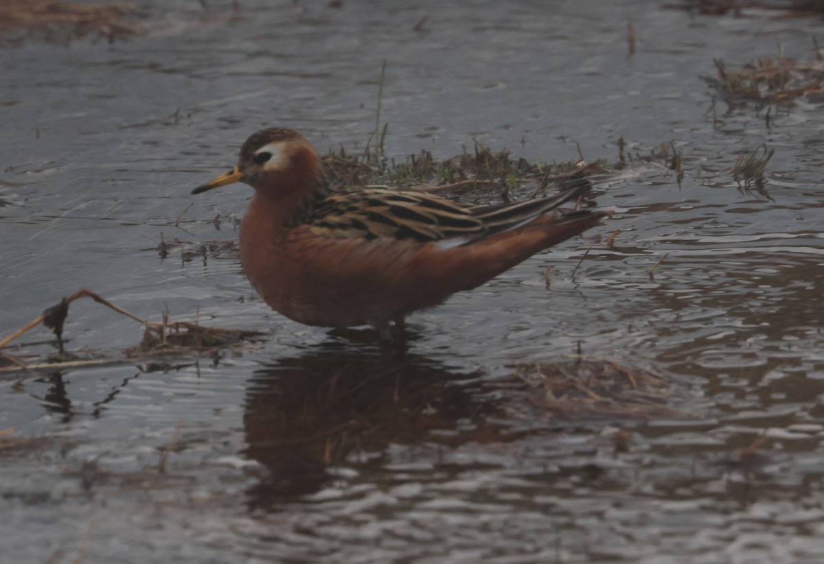 Phalarope à bec large - ML620802879