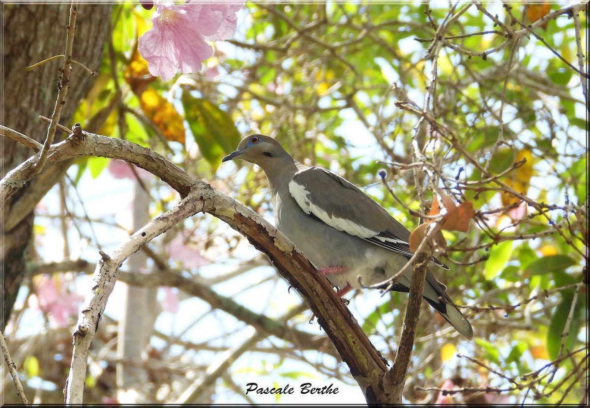 White-winged Dove - ML620802880