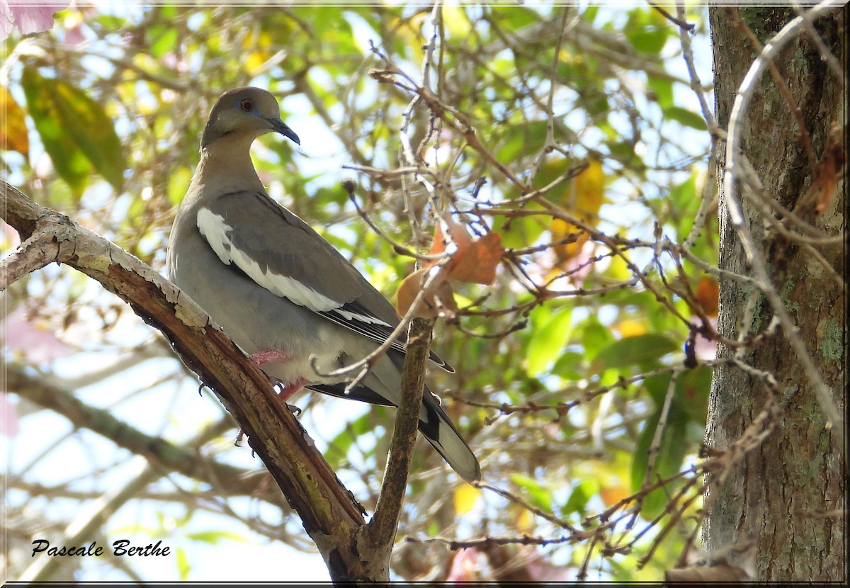 White-winged Dove - ML620802881