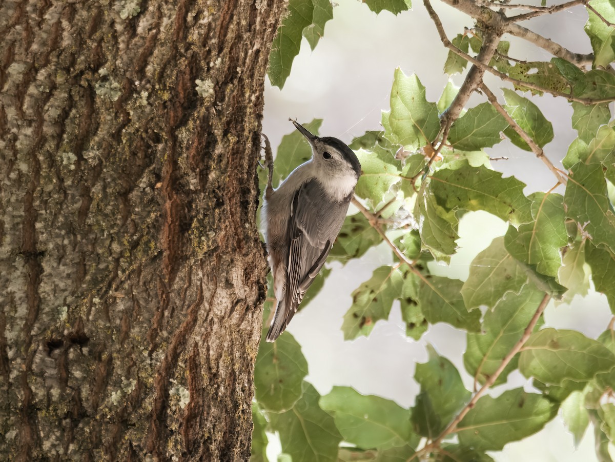 White-breasted Nuthatch - ML620802885