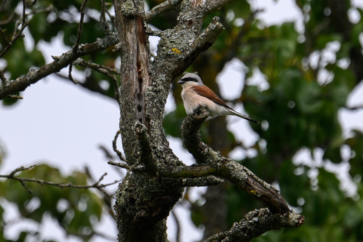 Red-backed Shrike - ML620802888