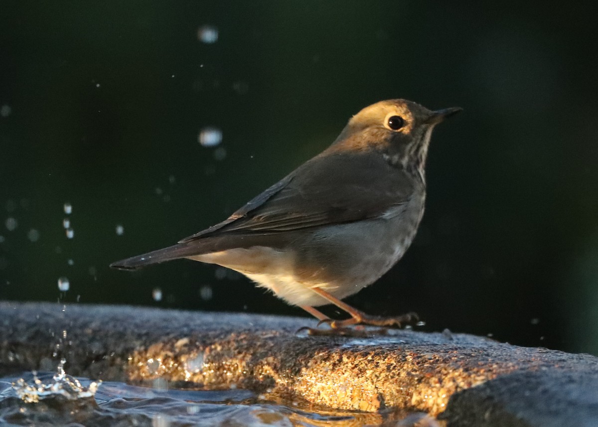 Hermit Thrush - ML620802892