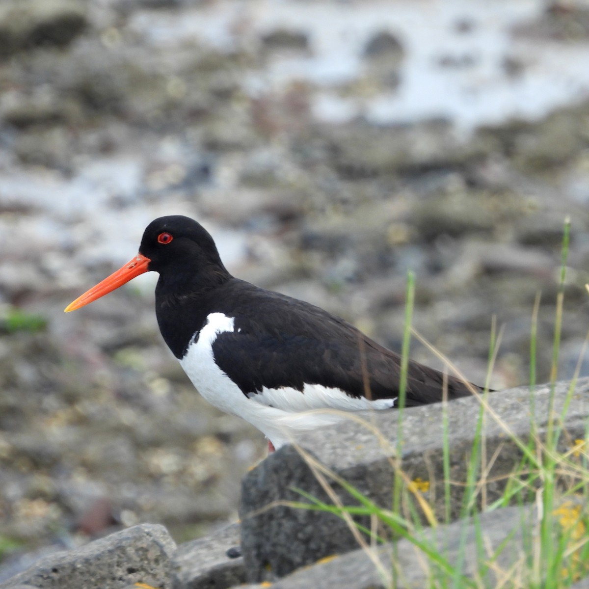 Eurasian Oystercatcher - ML620802893