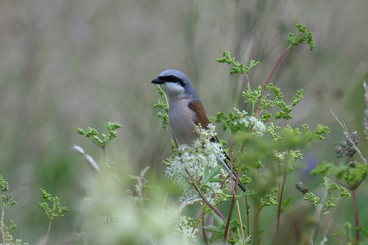 Red-backed Shrike - ML620802894