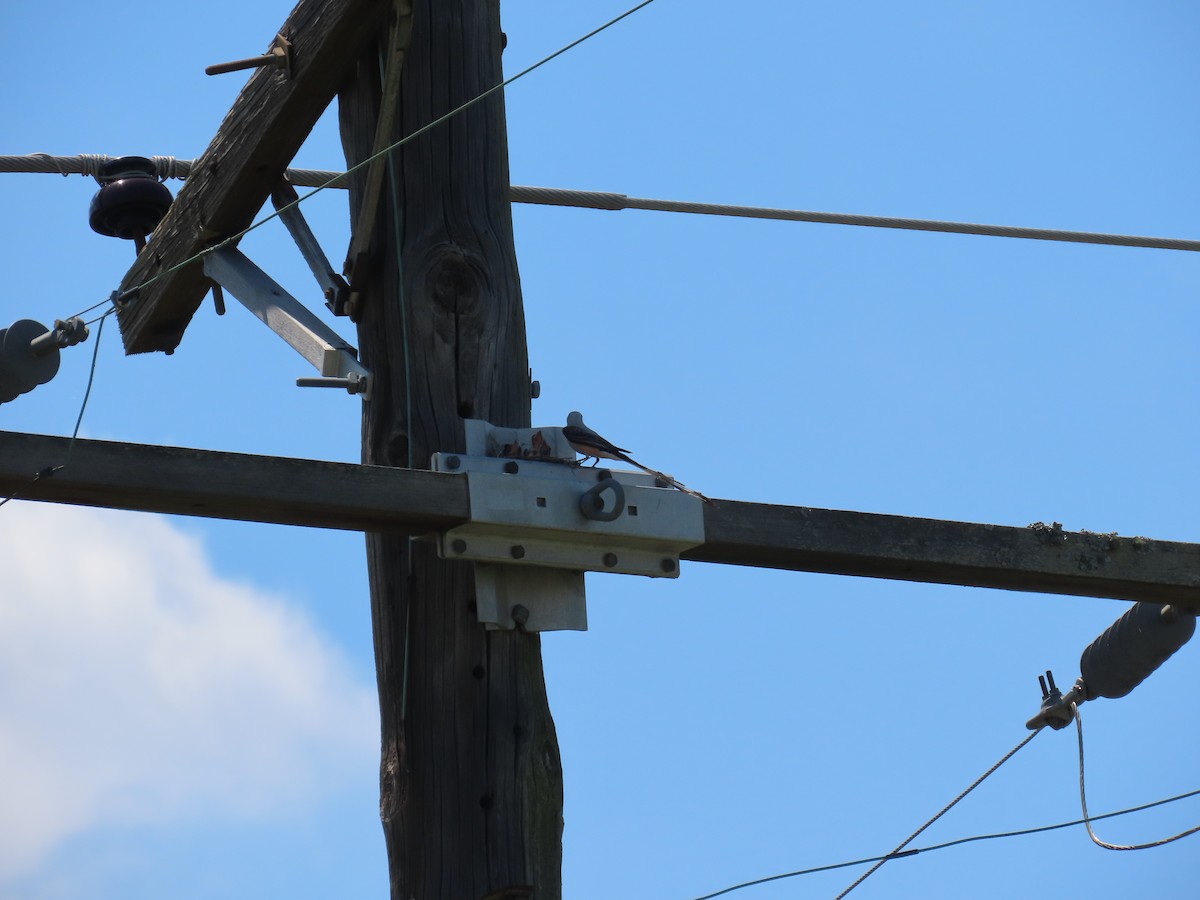 Scissor-tailed Flycatcher - ML620802900