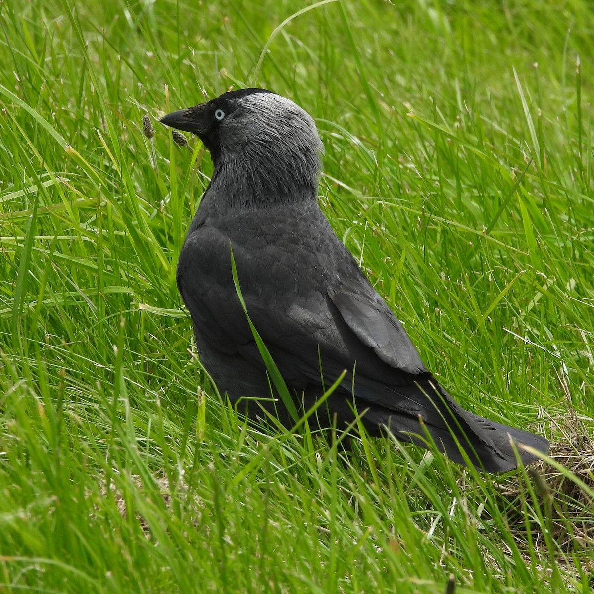 Eurasian Jackdaw - ML620802902