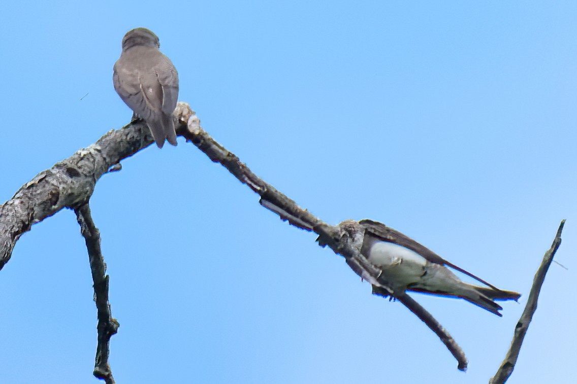 Bank Swallow - ML620802905