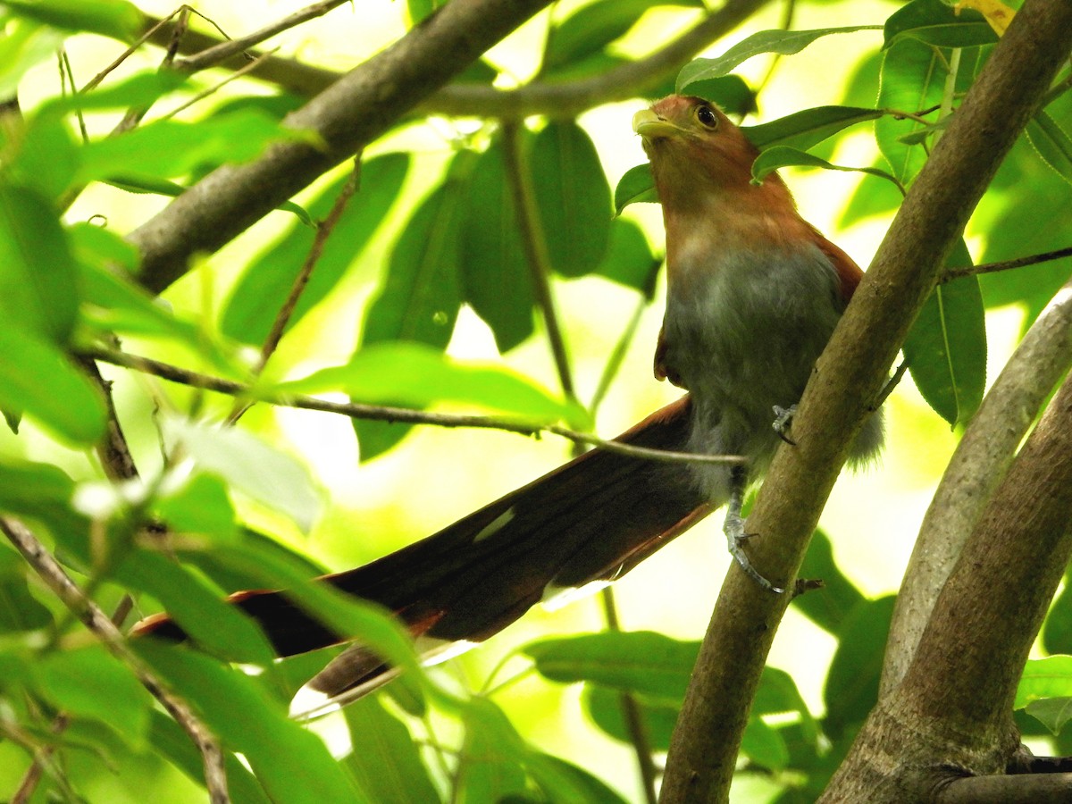 Squirrel Cuckoo - ML620802906